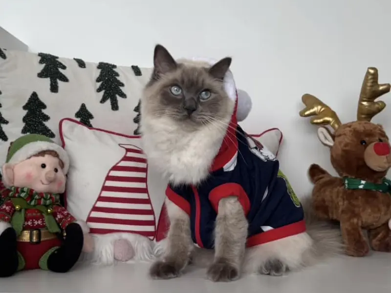 choosing right blue point ragdoll