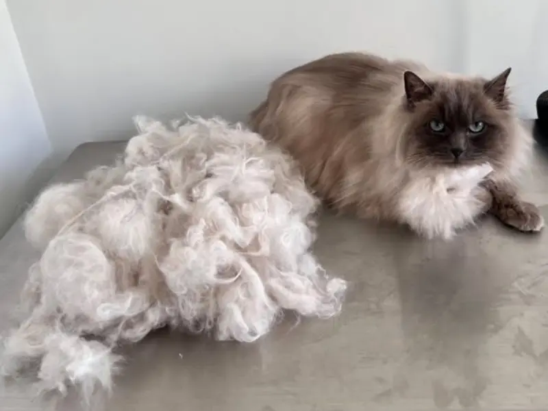 blue point ragdoll cat grooming