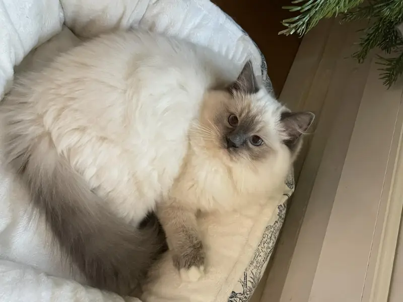 Blue Point Ragdoll Image Blue point ragdoll cats