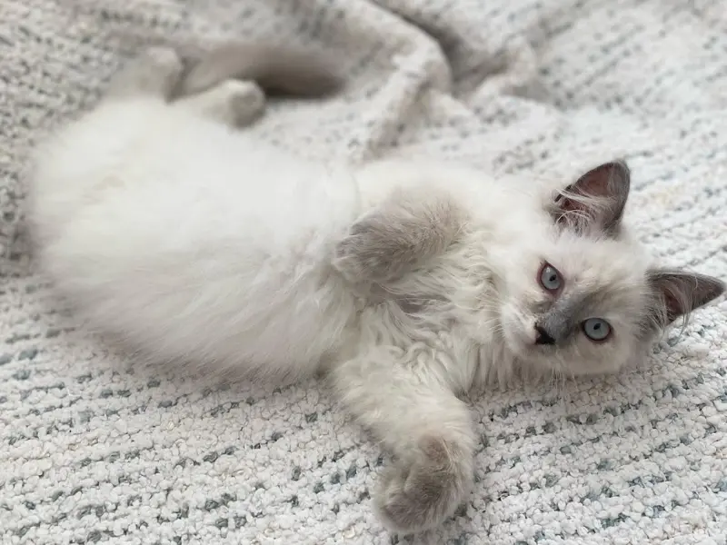 Blue Point Ragdolls for Sale