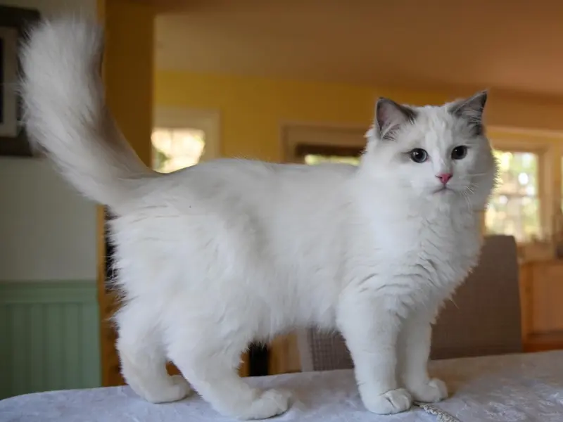 care for blue point ragdoll kitten
