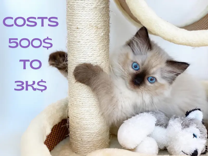 blue point ragdoll kitten cost