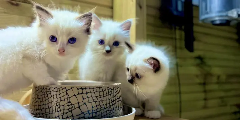 blue point ragdoll kittens