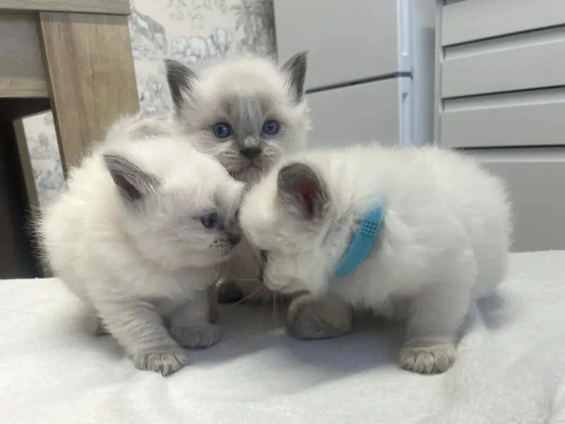 blue point ragdoll kitten