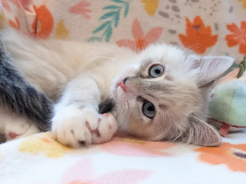 Personality of blue point ragdolls
