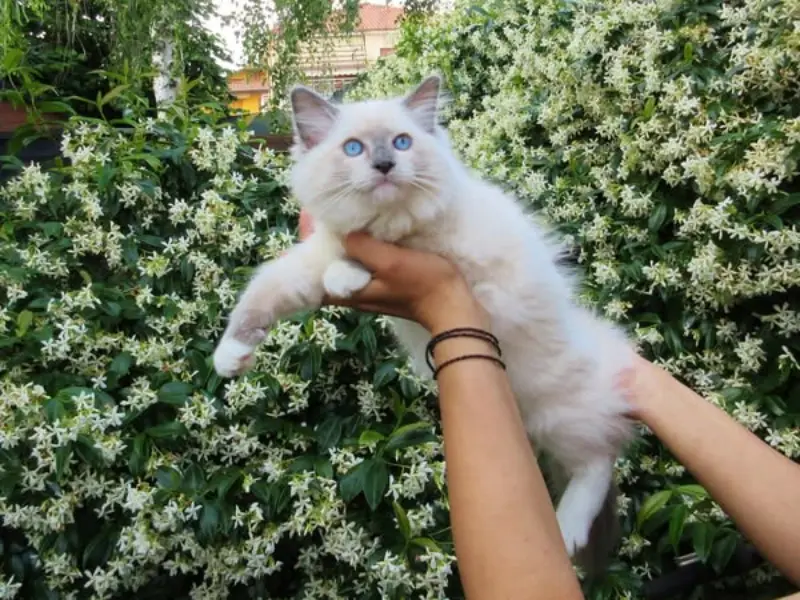 blue point ragdoll with mittens