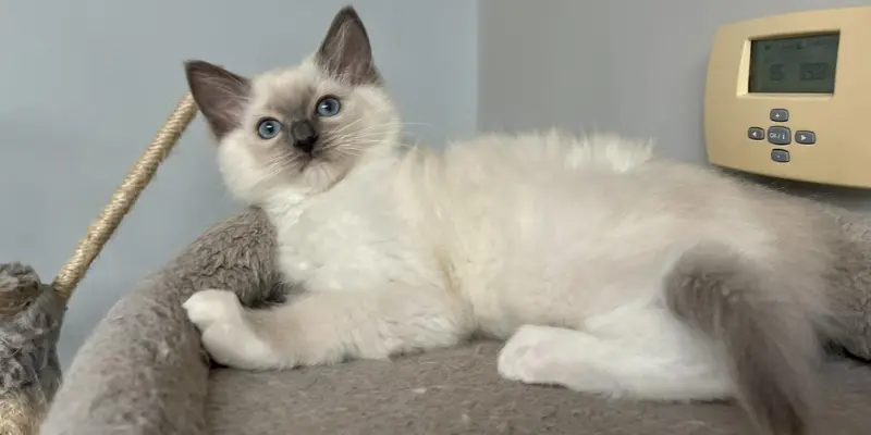 mitted blue pointed ragdoll