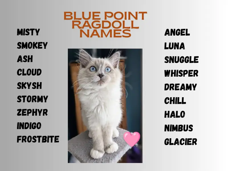 Blue point ragdoll names