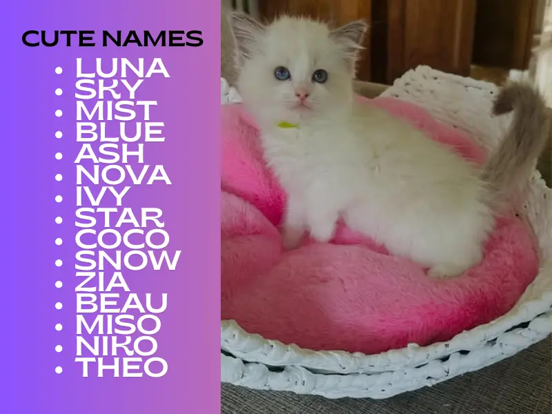 blue point ragdoll names