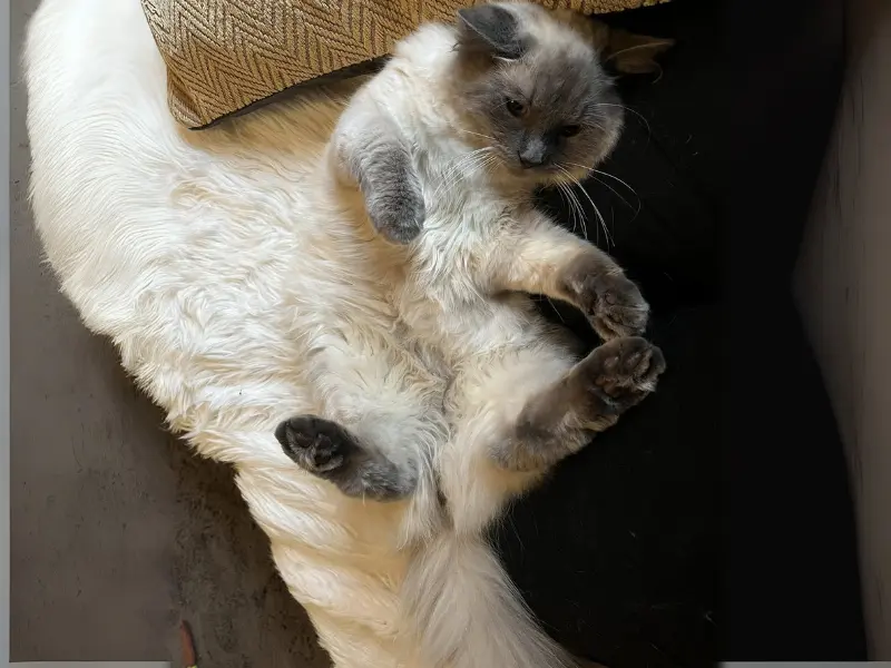 Loving personality of blue point ragdoll
