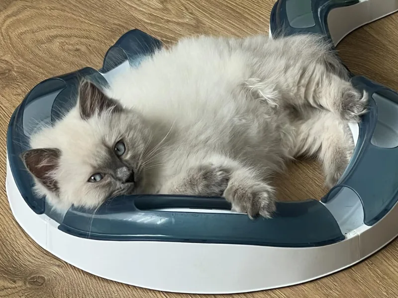 playful blue point ragdoll