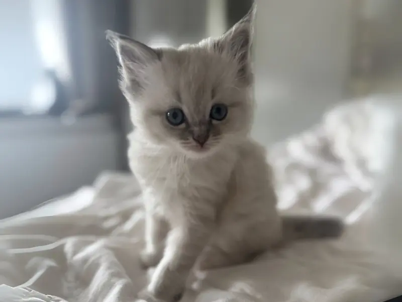 Blue point ragdoll picture