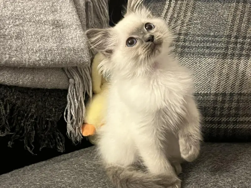 pictures of blue point ragdolls