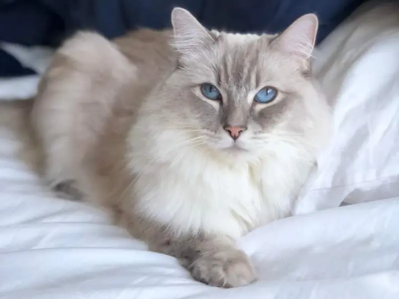 blue point ragdoll pictures 2