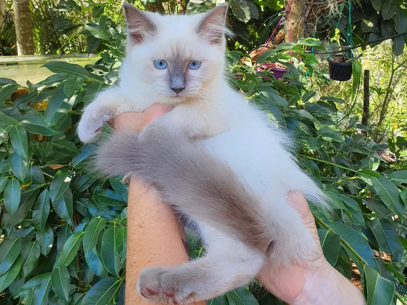 blue point ragdoll pictures