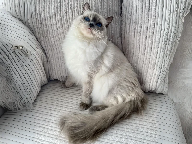 loving temperament of blue point ragdoll