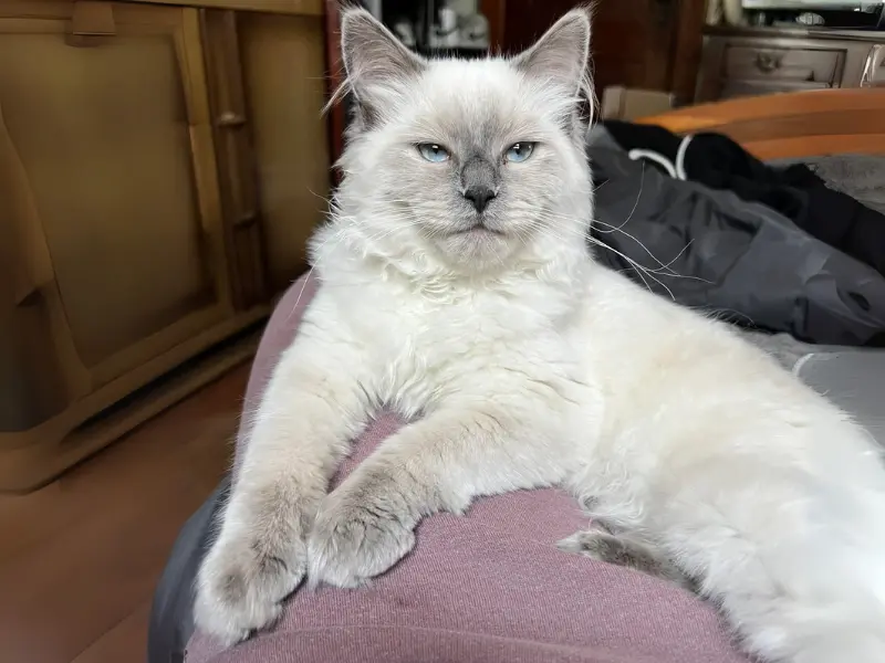 blue point ragdoll cat
