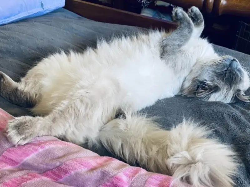 Blue Point Ragdoll Cat