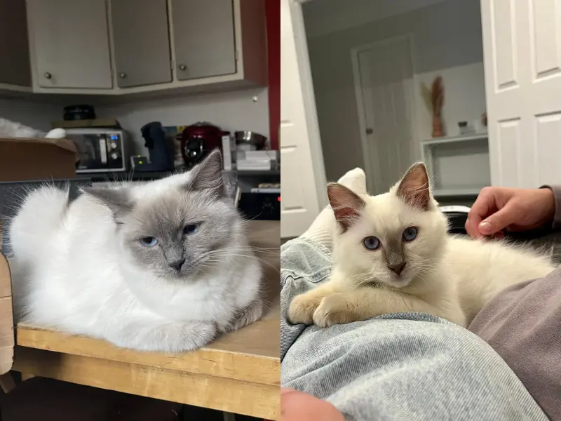 Blue Point Vs Lilac Point Ragdoll Blus point vs Lilac point Ragdoll