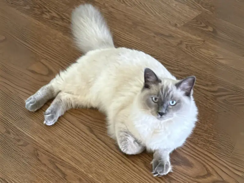 blue point ragdoll
