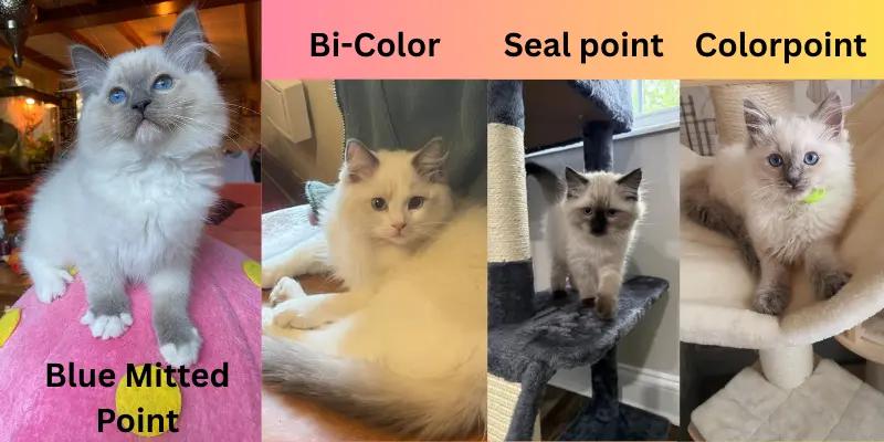 blue point different breed comparison