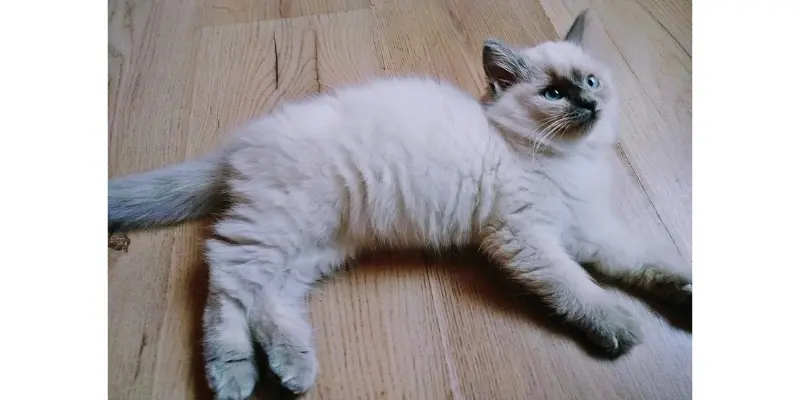 Blue Seal Point Ragdoll seal blue point ragdoll