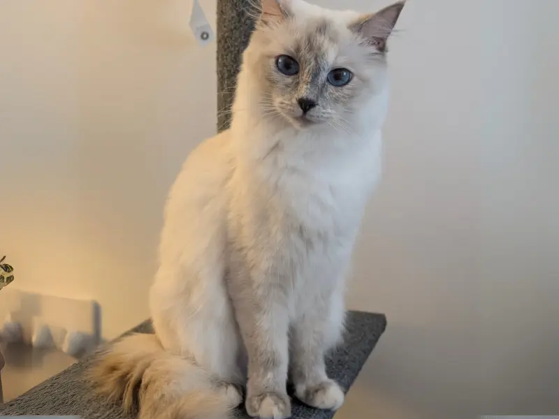 Blue tortie point ragdolls