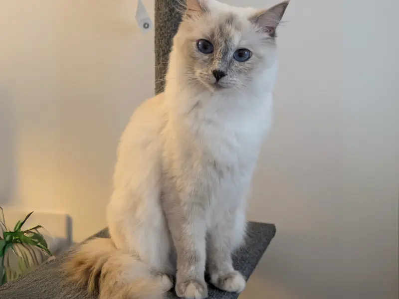 blue point ragdoll tortie