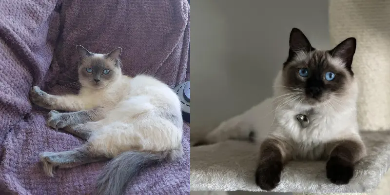 Blue vs Seal point ragdoll cats