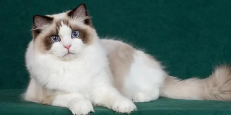 Chocolate Bicolors Ragdoll