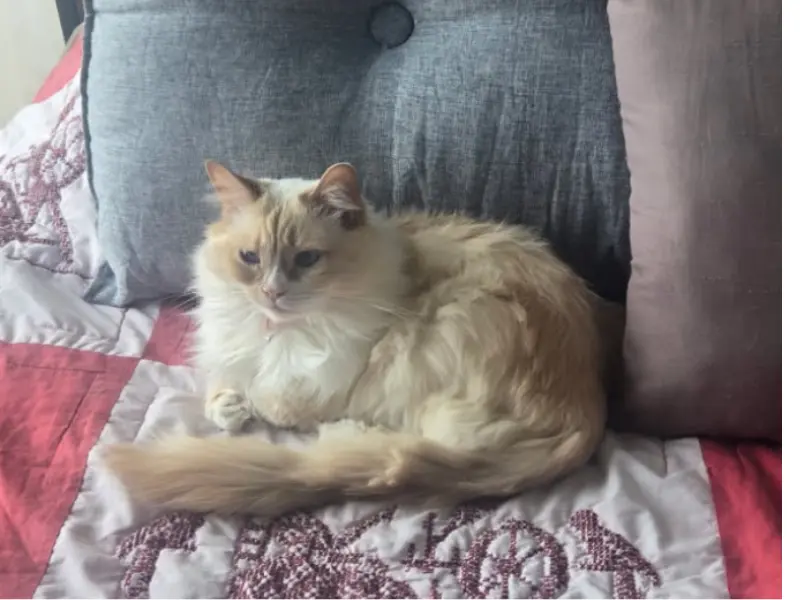 Chocolate Cream Ragdoll Cream Chocolate ragdoll