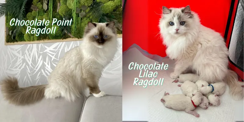Chocolate vs Lilac Chocolate Ragdoll