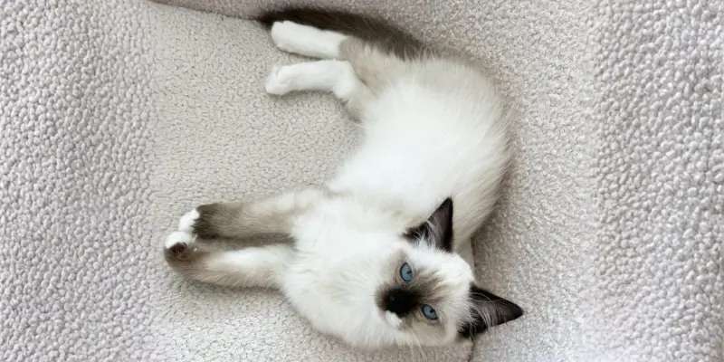 Mitted Chocolate Ragdoll