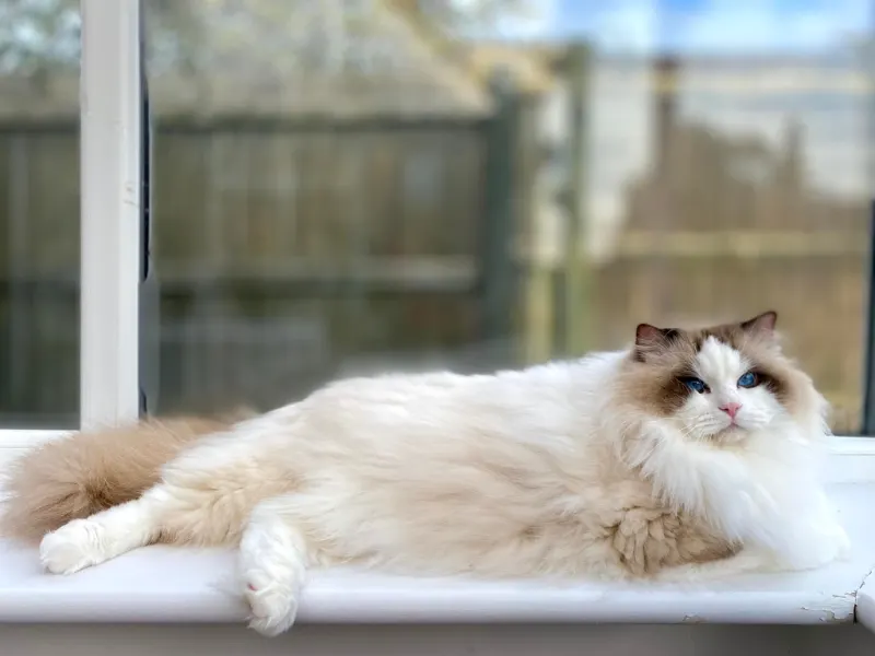 Chocolate ragdoll bicolor