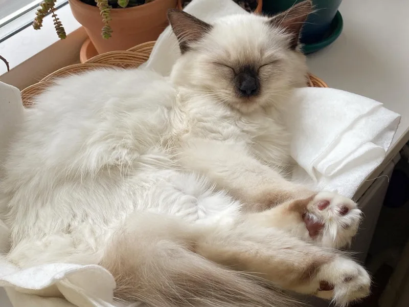 Chocolate ragdoll in peace