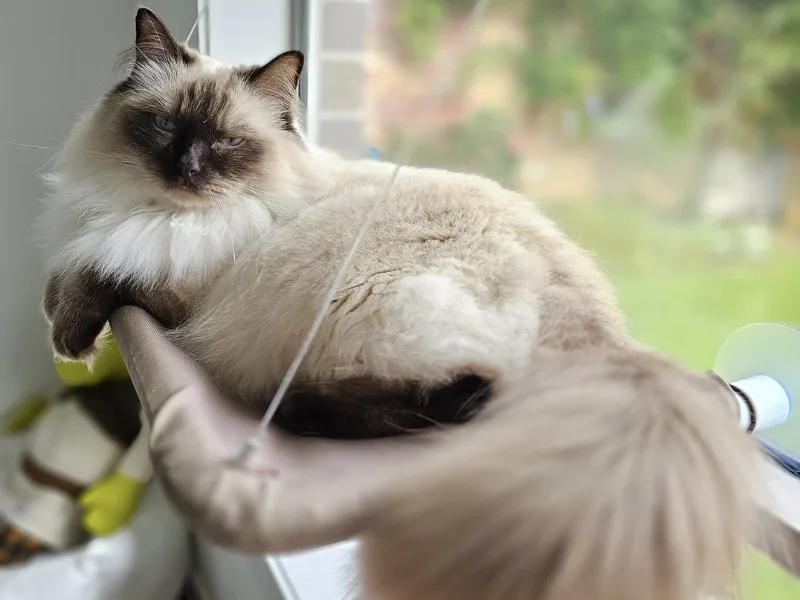 Chocolate Point Ragdoll