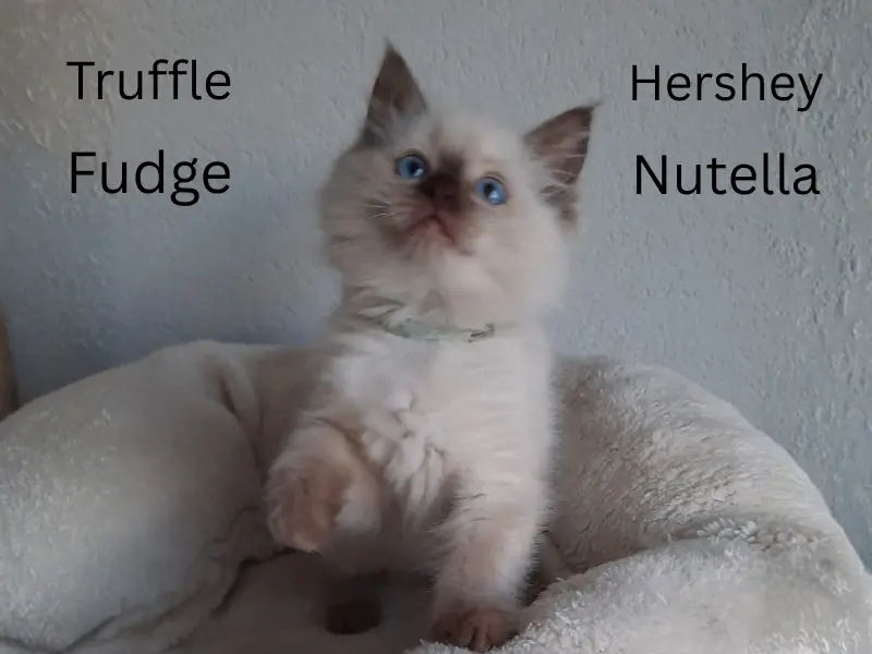 Chocolate ragdoll names