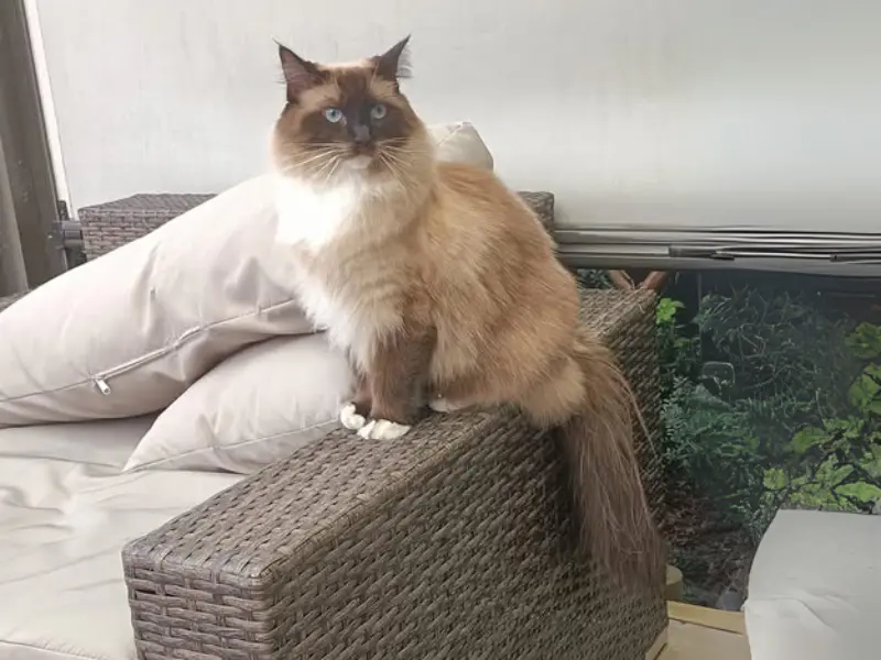 Chocolate Seal Point Ragdolls chocolate seal point ragdoll