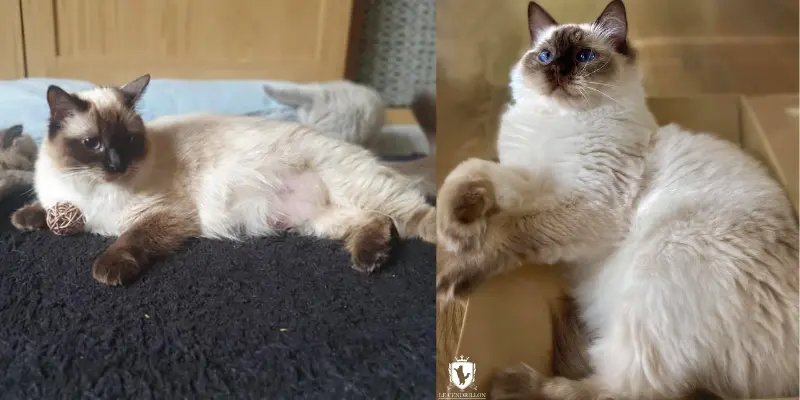 chocolate vs seal point ragdoll