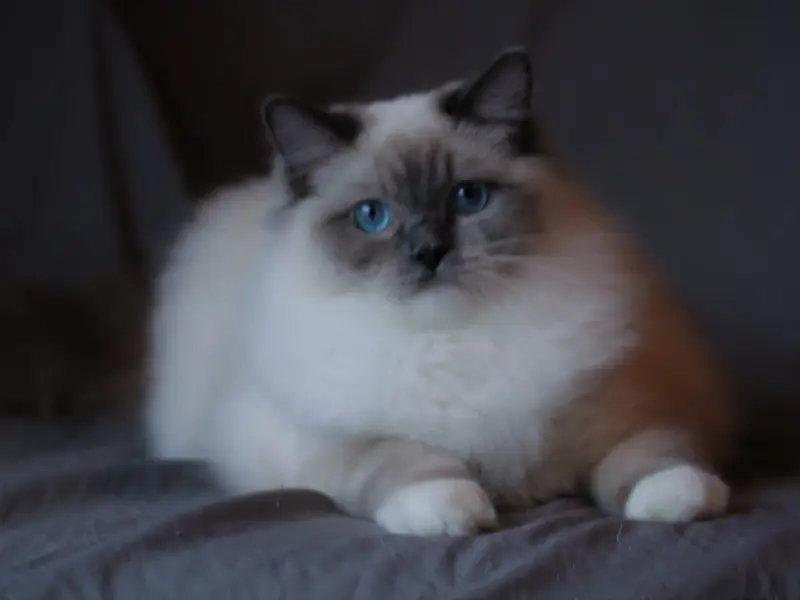 Best Ragdoll in blue point mitten