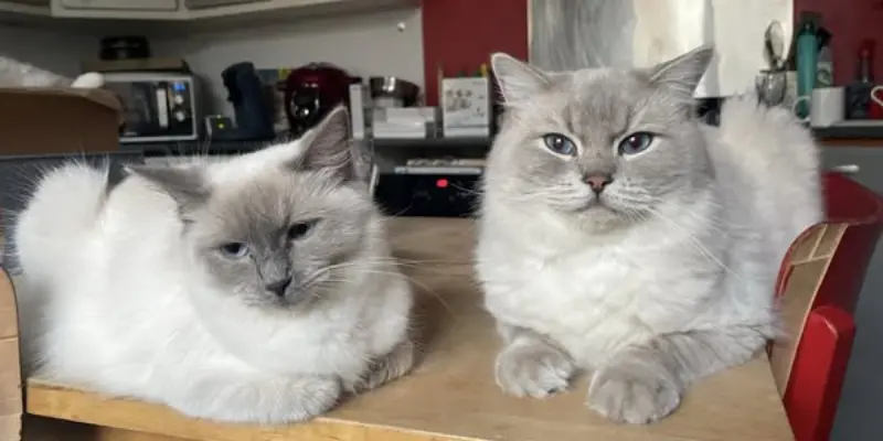 blue colorpoint ragdoll