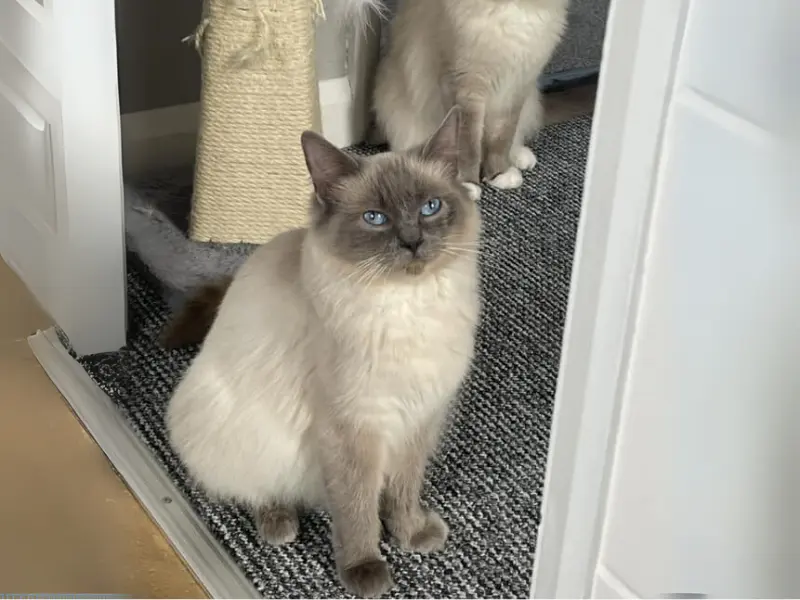 blue point ragdoll classic