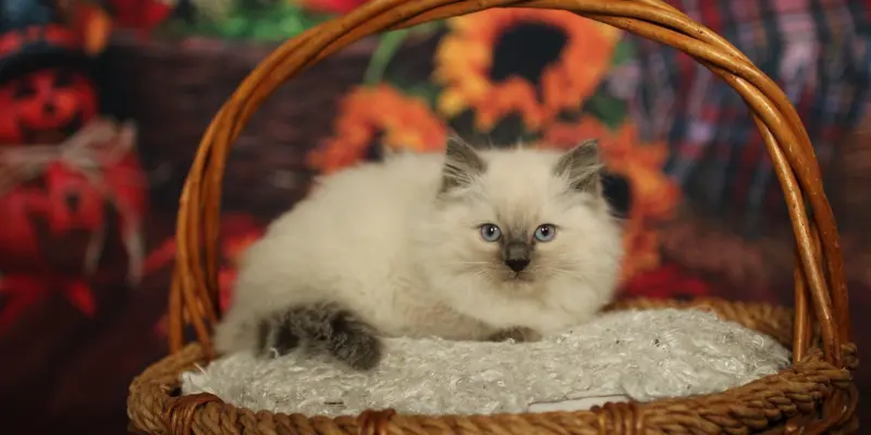 Classic Seal Point Ragdol classic seal point ragdoll