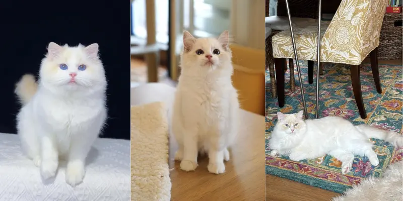 color changing journey of cream lynx ragdoll