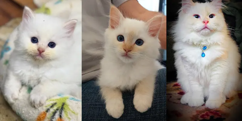 Color Changes In Cream Mitted Ragdoll Kitten How cream mitted ragdoll changes color