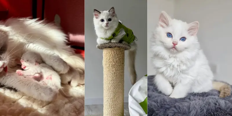 Lilac chocolate ragdoll color changes