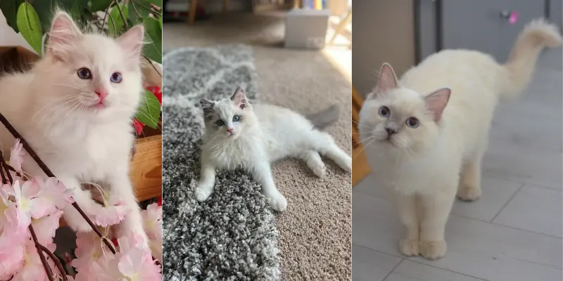 color changes in different growth stages
