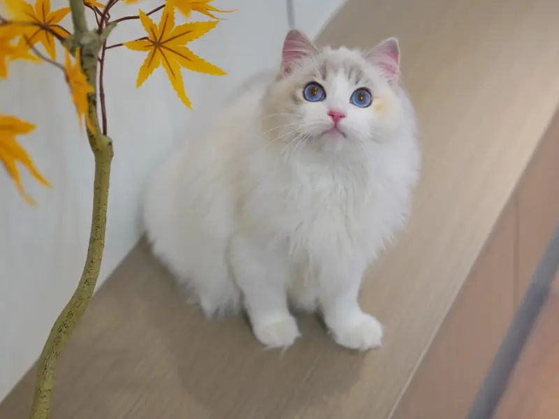 Cream blue ragdoll looks