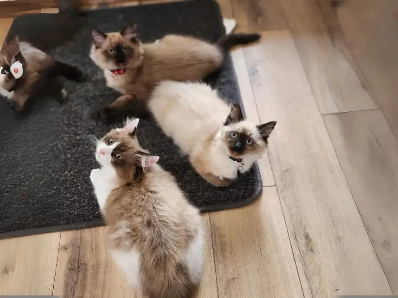 Colors Of Seal Point Ragdolls color mixes in seal point ragdolls