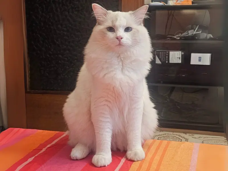 Cream Bicolor Ragdoll Cats
